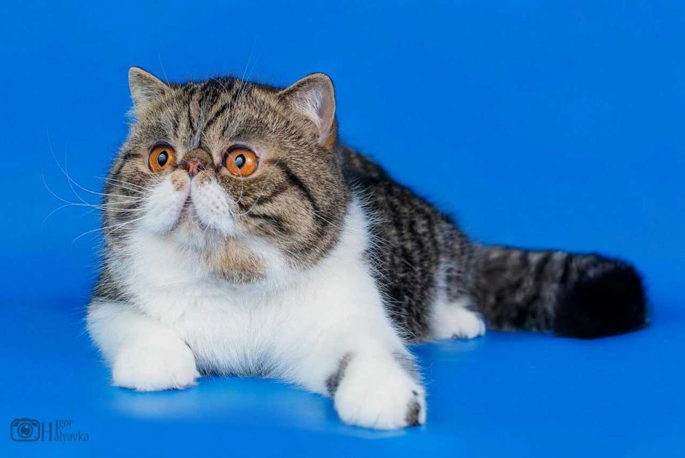 Сладкий экзотик Зефир