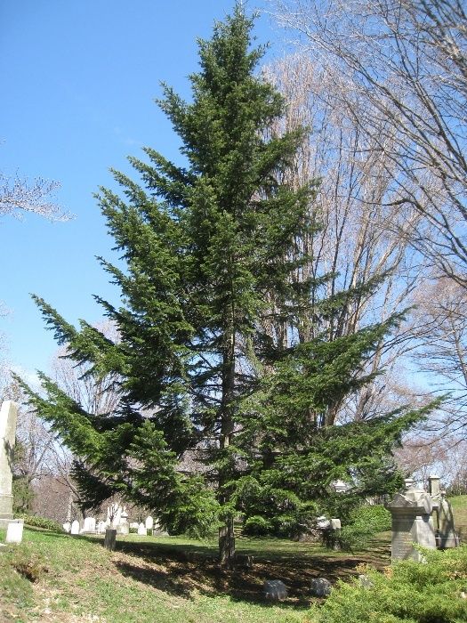 Jodła Pospolita (Abies Alba), wysokość 50-70 cm, donica 3l