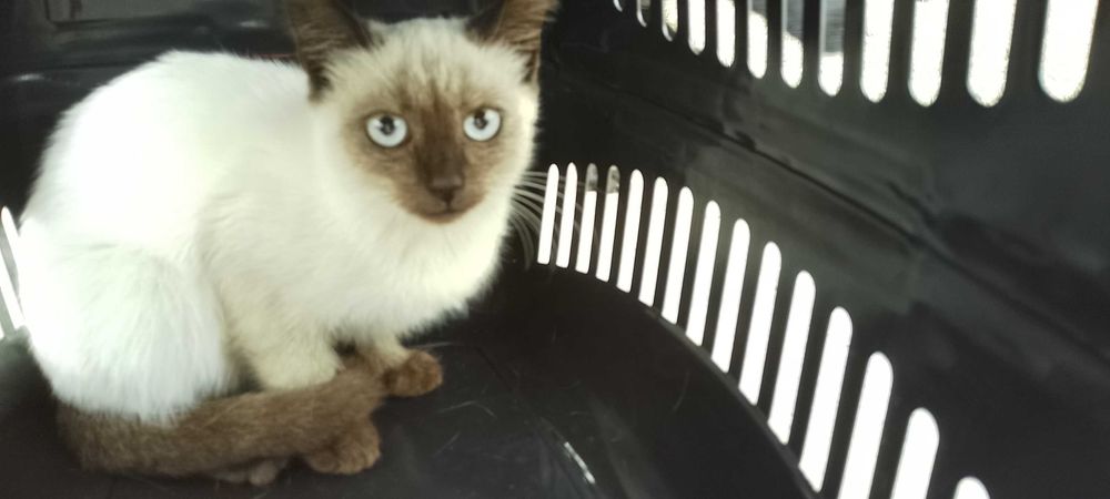 Сіамський котик три місяці