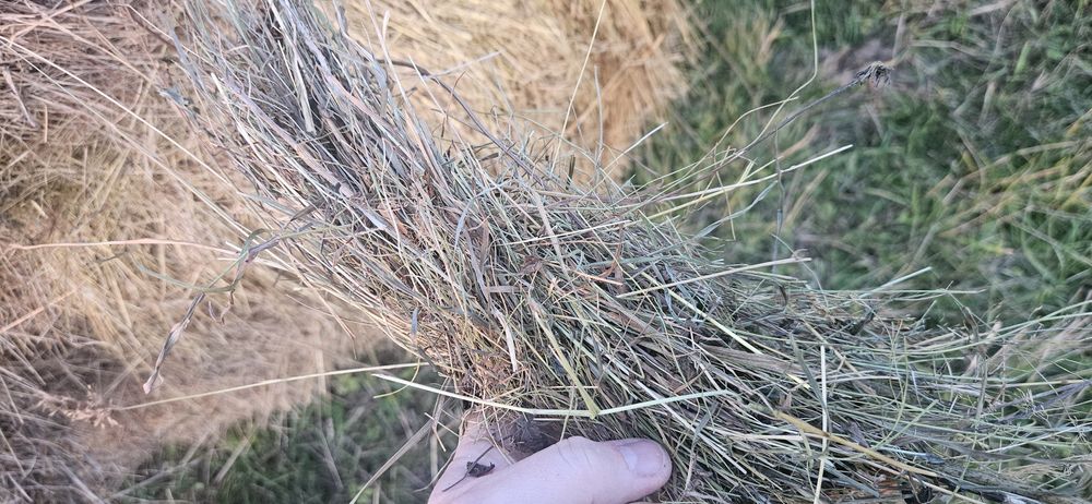 Siano z pola, TRANSPORT