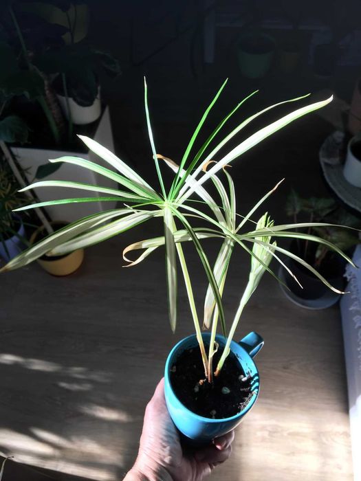 Cibora papirus variegata jakość Premium