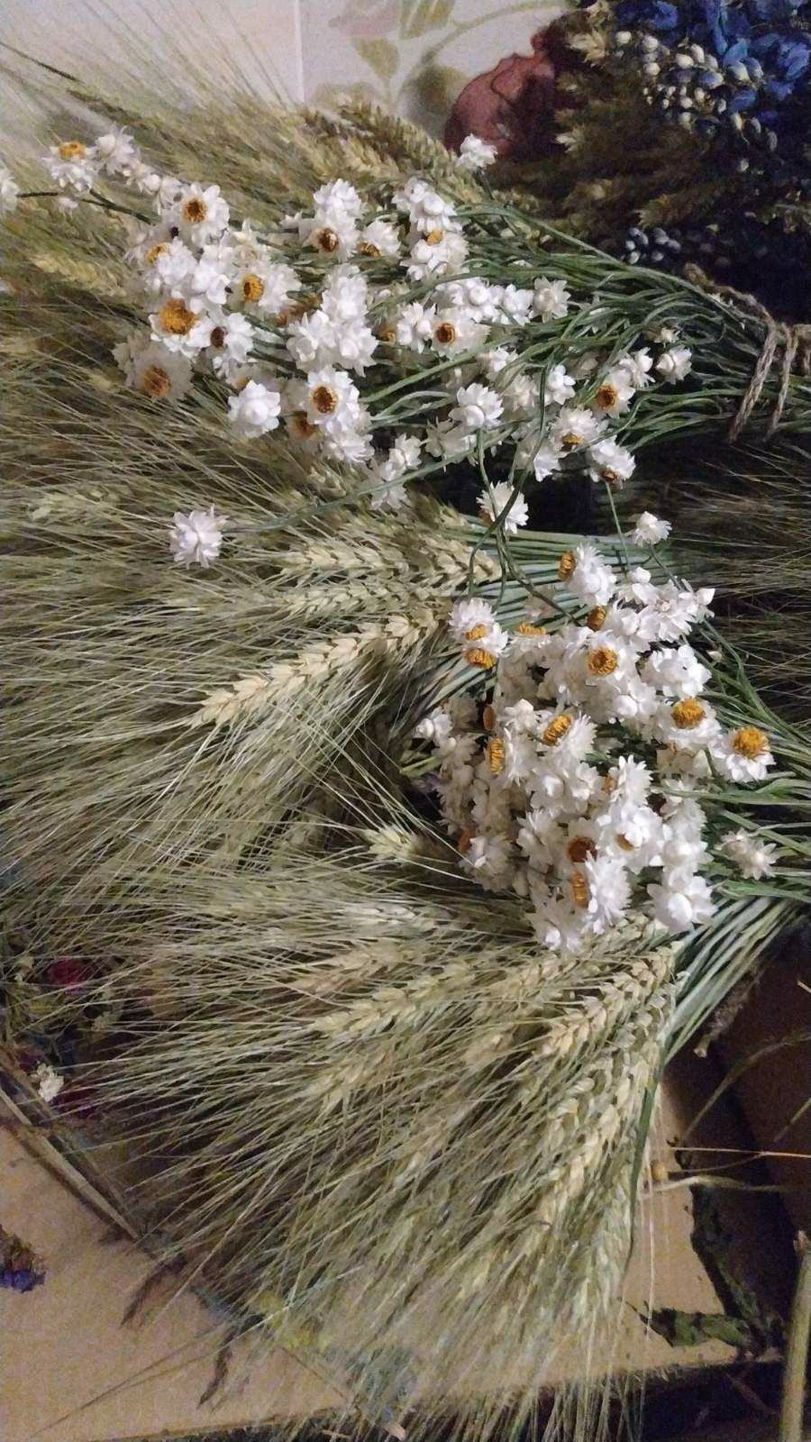 Колоски пшениці без стебел  сухоцвіти для декору та композицій