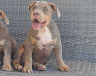 american bully xl szczenię   liliowy  tricolor cudny