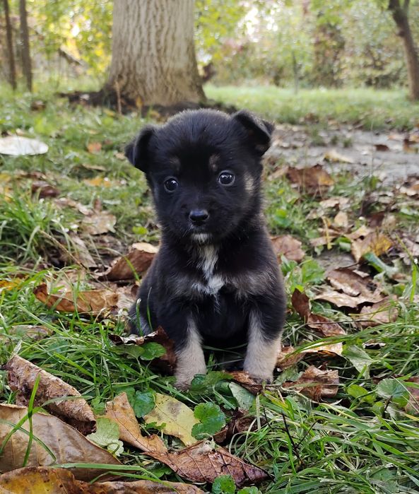 Терміново! Собачки собаченята песики в добрі руки Козятин Глухівці