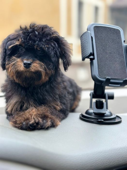 Мальтіпу/той пудель фантом