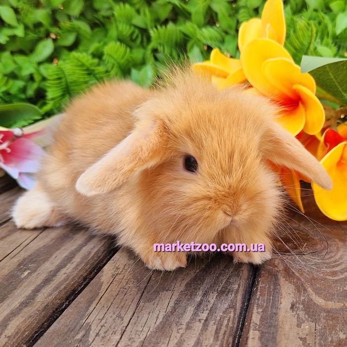 карликовый мини mini lop мiнi кролик,карликовые кролики баранчик висло