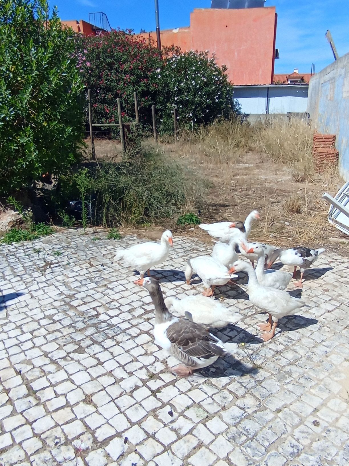Gansos (Toulouse) com 9 meses