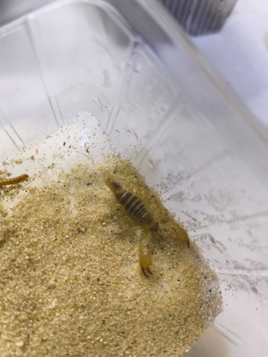 Skorpion pustynny Scorpio maurus