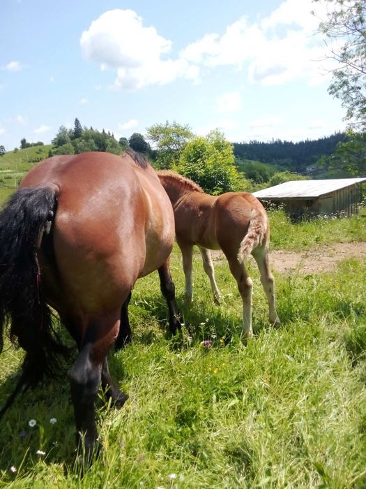 Подається кобила
