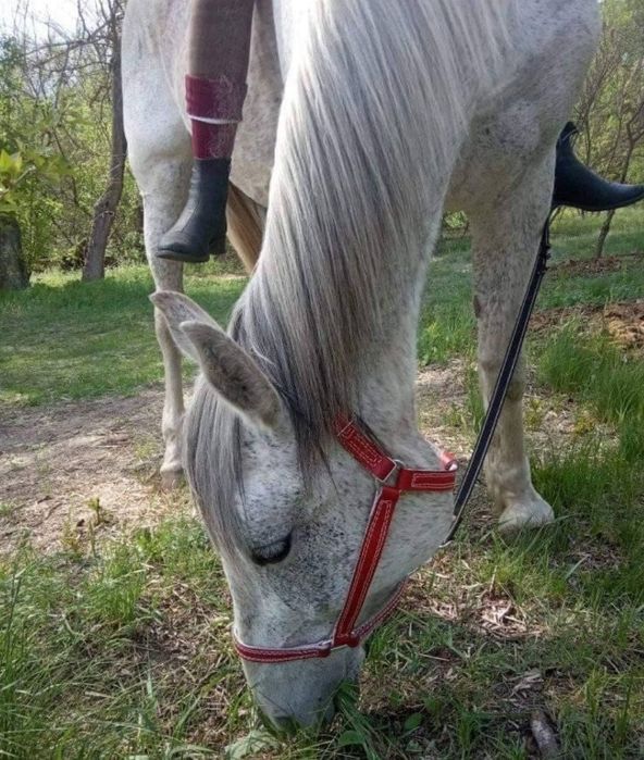 Недоуздок на корову, коня, шкіряний,регульований,міцний. Ручна робота