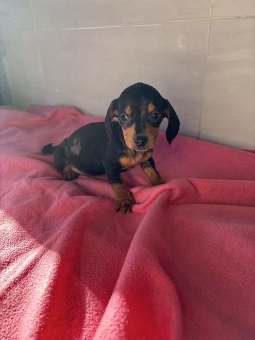 Teckel femea miniatura