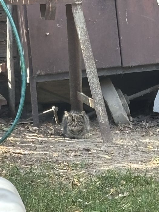 Młode koty oddam za darmo