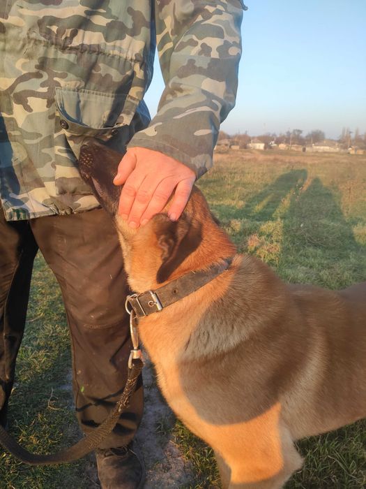Бельгійська вівчарка