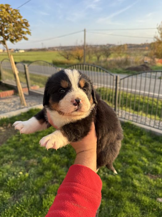 Cudowna Suczka Berneński Pies Pasterski Chip,Rodowód,Książeczka!