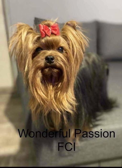 York Yorkshire terrier FCI ZkwP, piesek, szczeniak po Championie PL