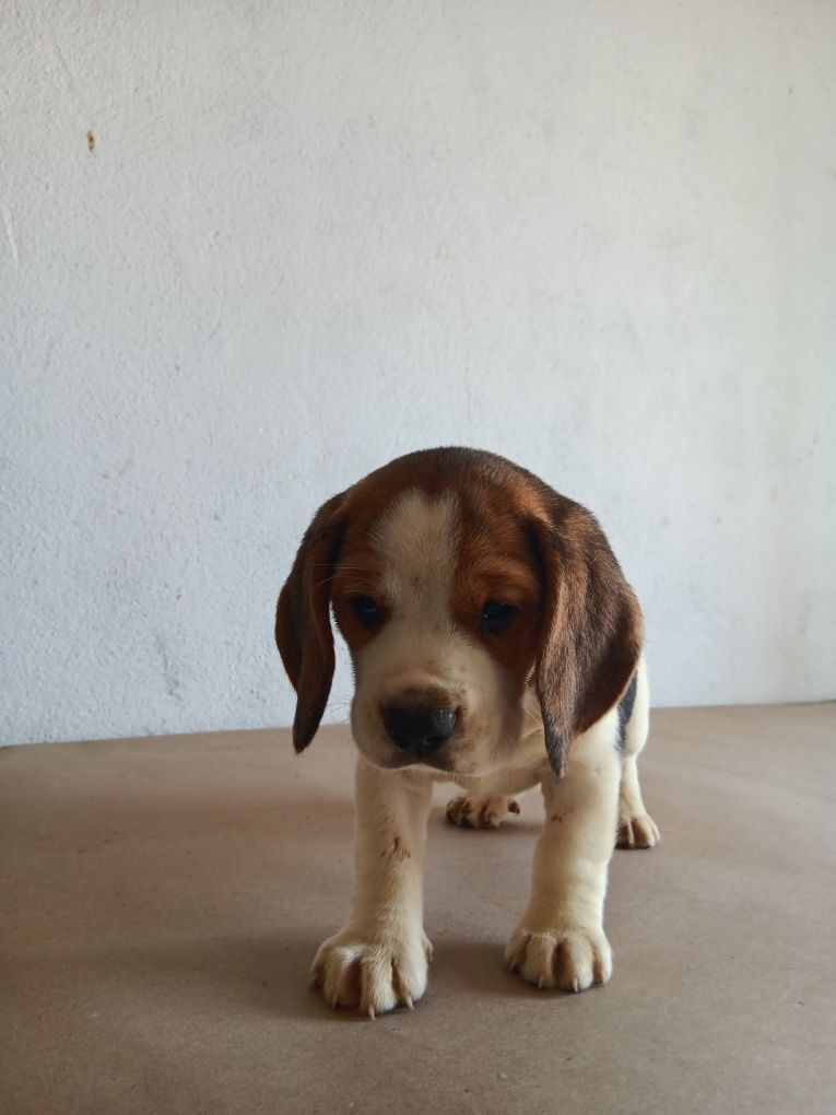 Beagle tricolor  porte pequeno