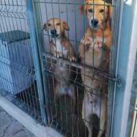 Cães cruzados de perdigueiro para adopção responsável