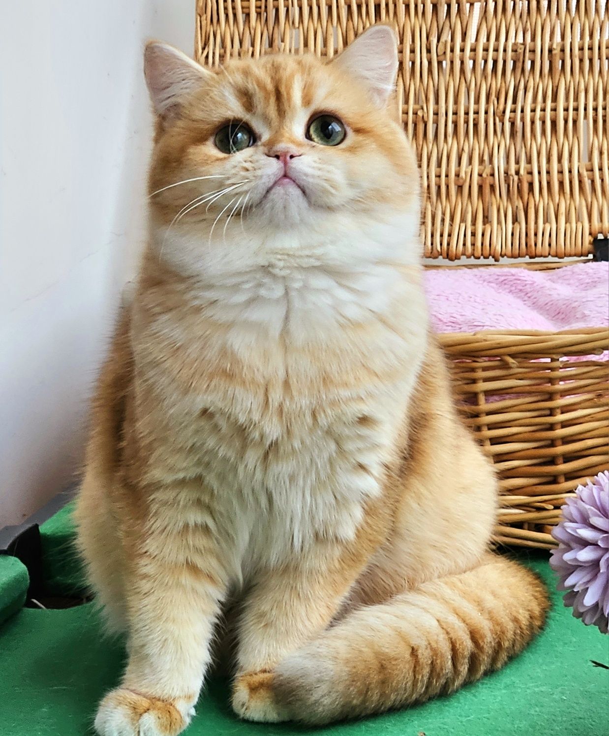 Шоколадный золотой шиншиллы котик котята хлопчик коубный