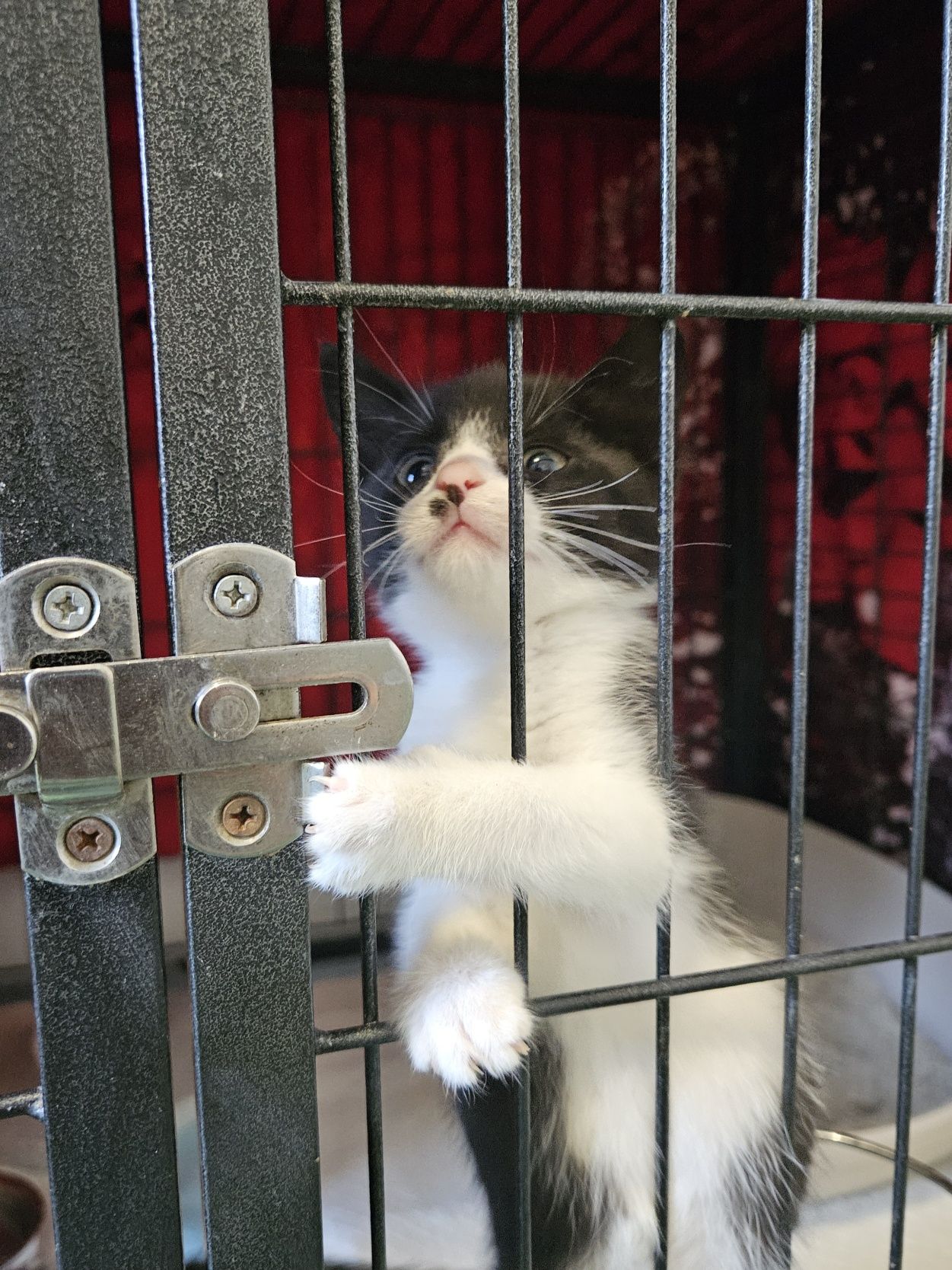 Kotki do adopcji, kot, kotka, adoptuj