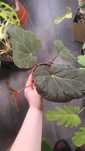 Begonia pavonina begonia paw