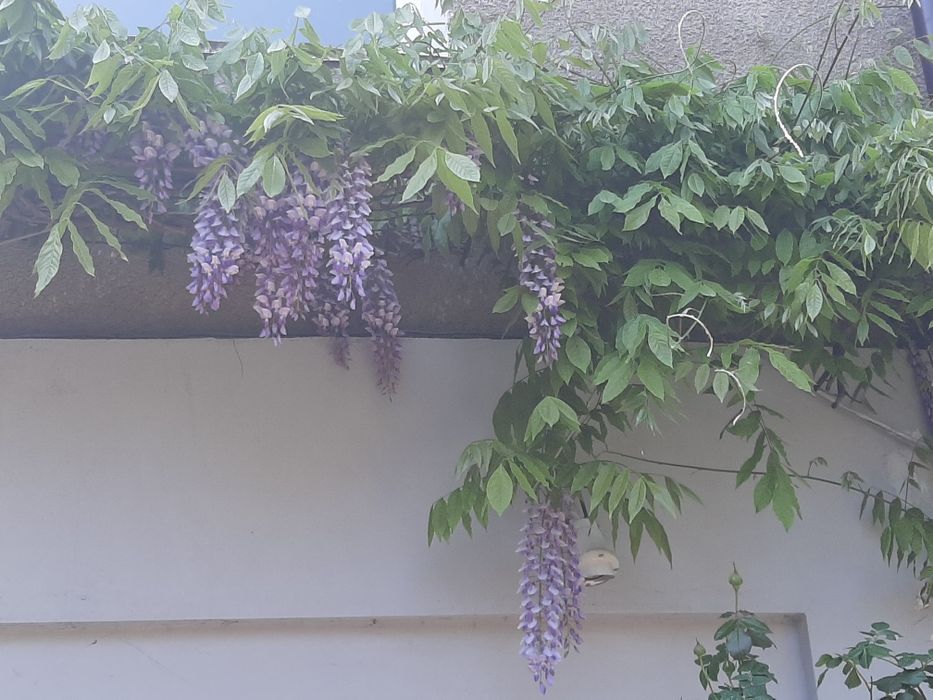 Растения садовые. Глициния. Каприфоль. Брунелла.