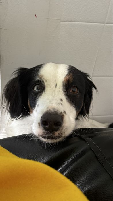 Ziggy - a quem tiver tempo e afeto