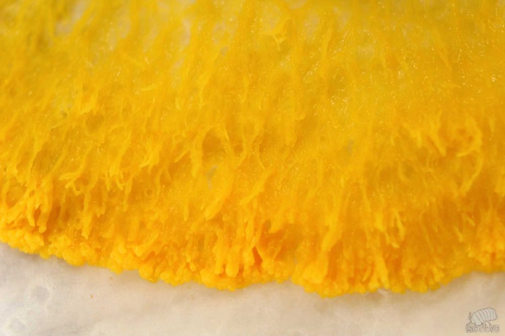 Physarum polycephalum "day walker" + PORADNIK (PDF), slime mold, blob