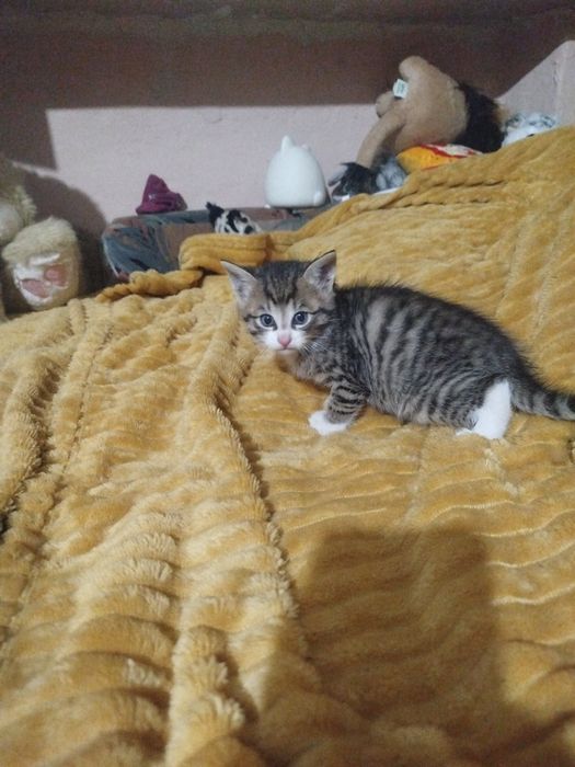 Małe kotki za darmo