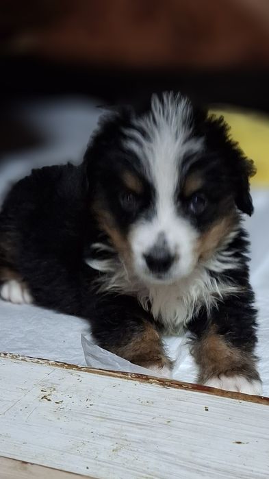 Бернский Зеннехундер.Девочка.