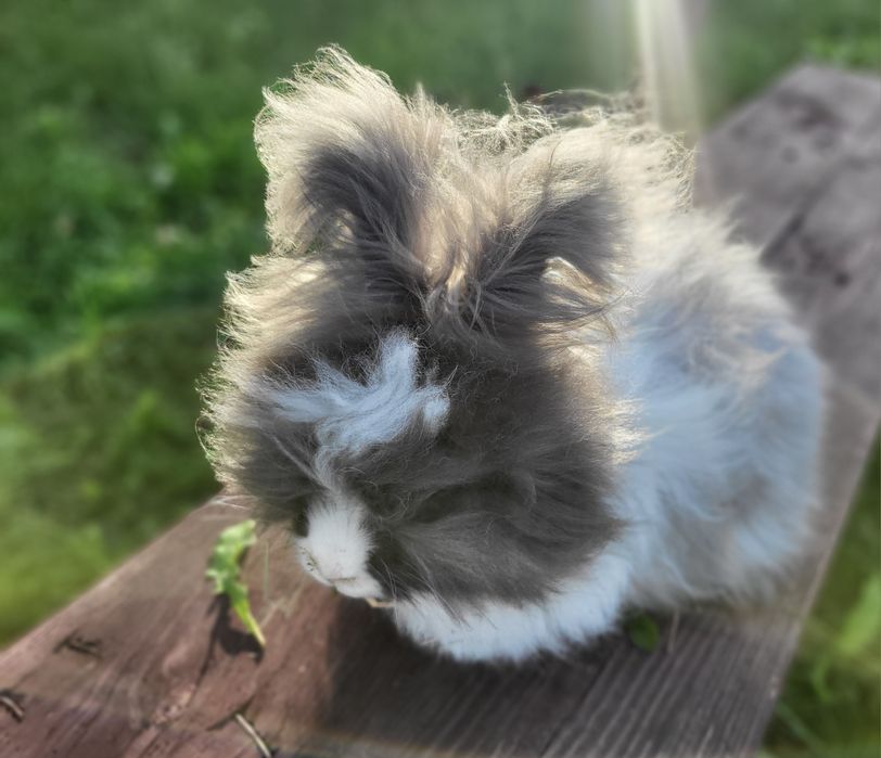 Fiołek królik English Angora