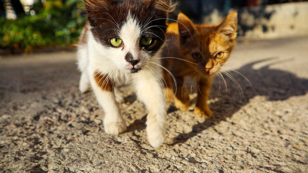Гарні котята - Віддам