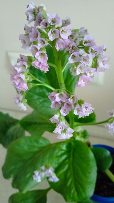 Рослини для відкритого грунту