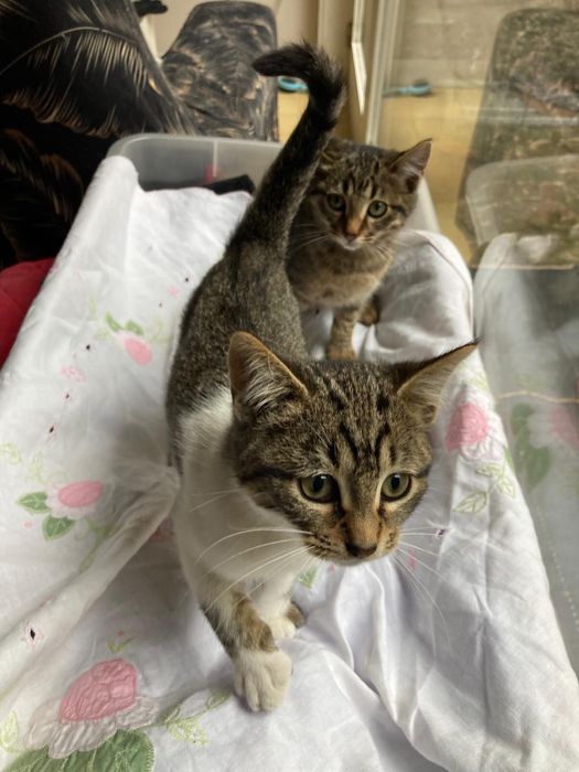 Gatinhos bebes para adocao em conjunto