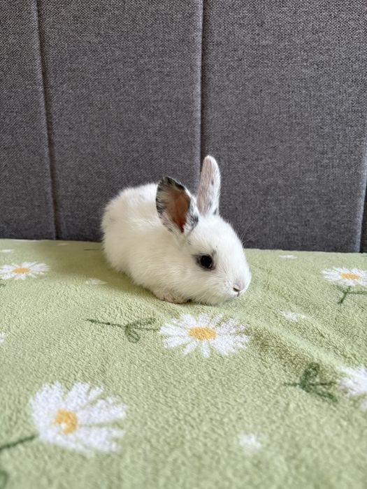 Małe króliczki miniaturki