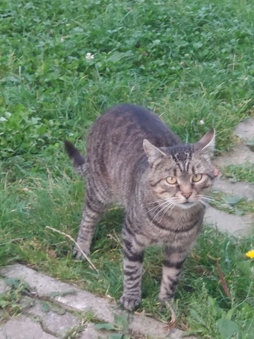 Кіт в добрі руки