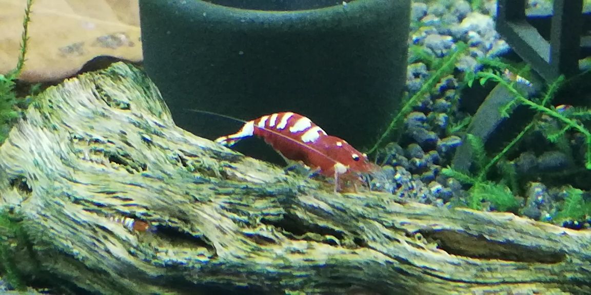 Krewetki Pinto Zebra Red!