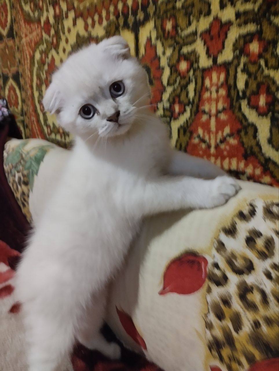 Шотландские котята 2 месяца