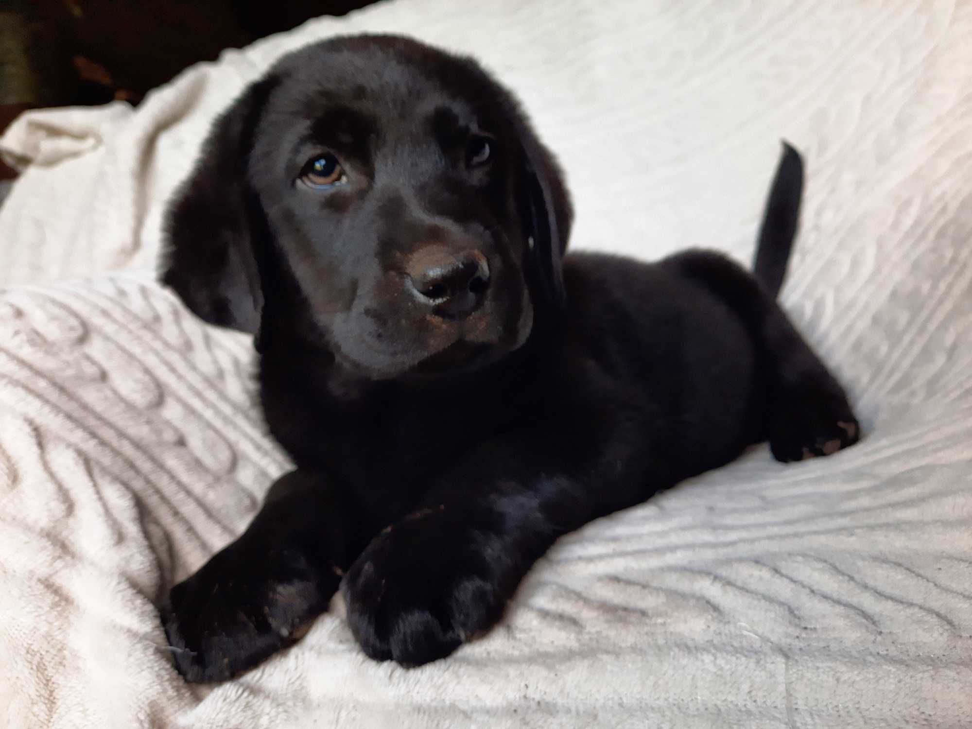 Labrador retriever, labradory czarny piesek ZKwP ,FCI