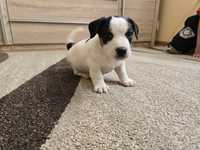 Piesek Jack Russell Terrier