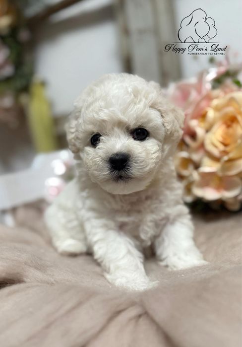 Pudel Bichon Frise ZKwP FCI