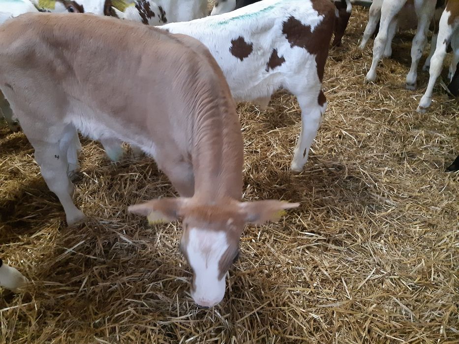 Błedowo byczki cieleta