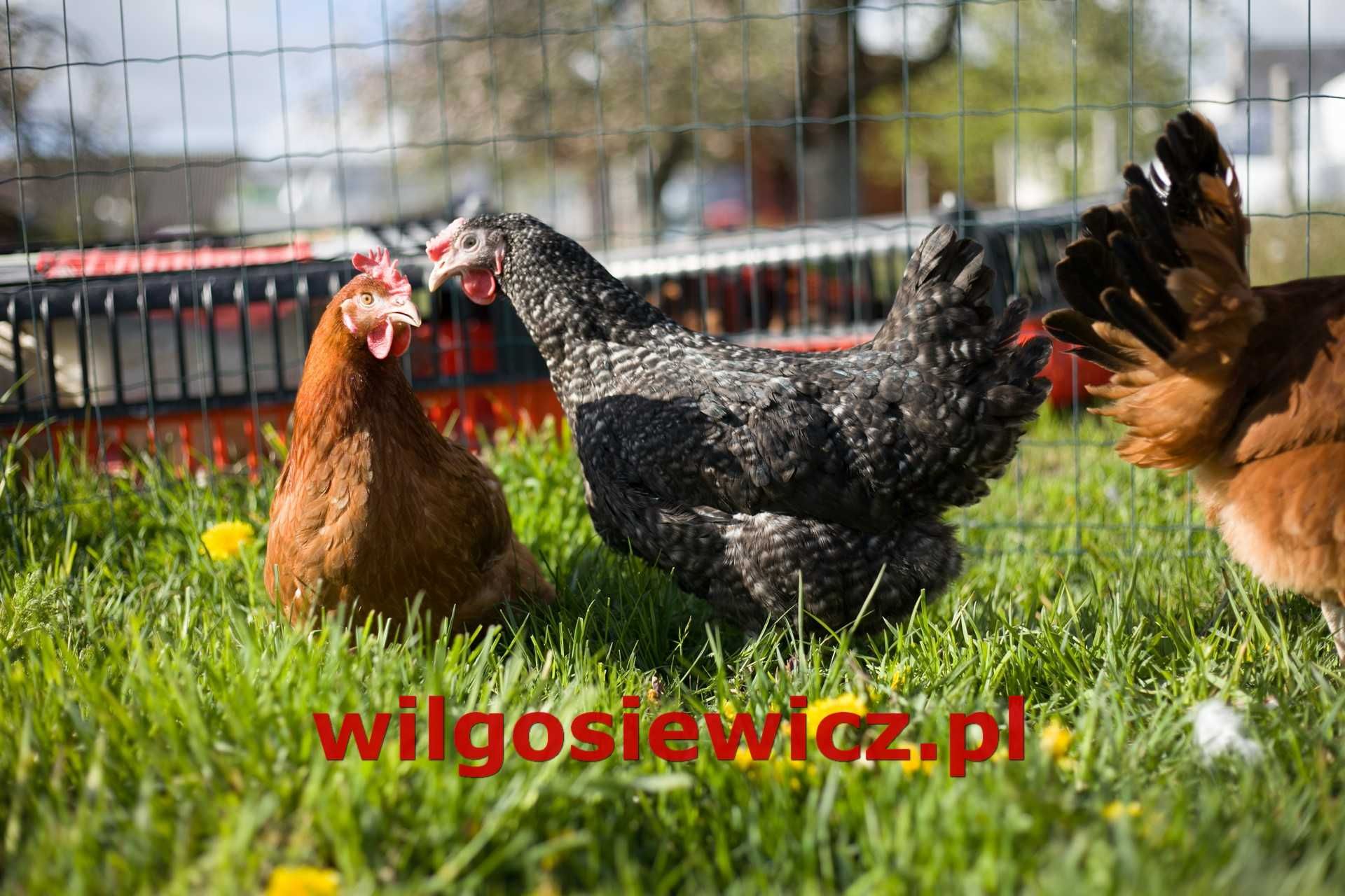 Kury kokoszki nioski rasy Rosa na wybieg z dowozem Gratis