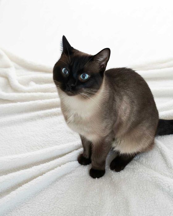 Setúbal / Margem Sul / Lisboa — BALTAZAR, gatinho para adoção