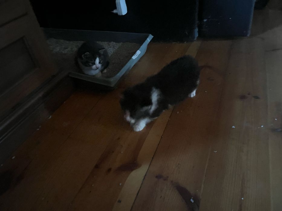 Mam do wydania cztery kociaki urodziły się 28 września .Drugi miot