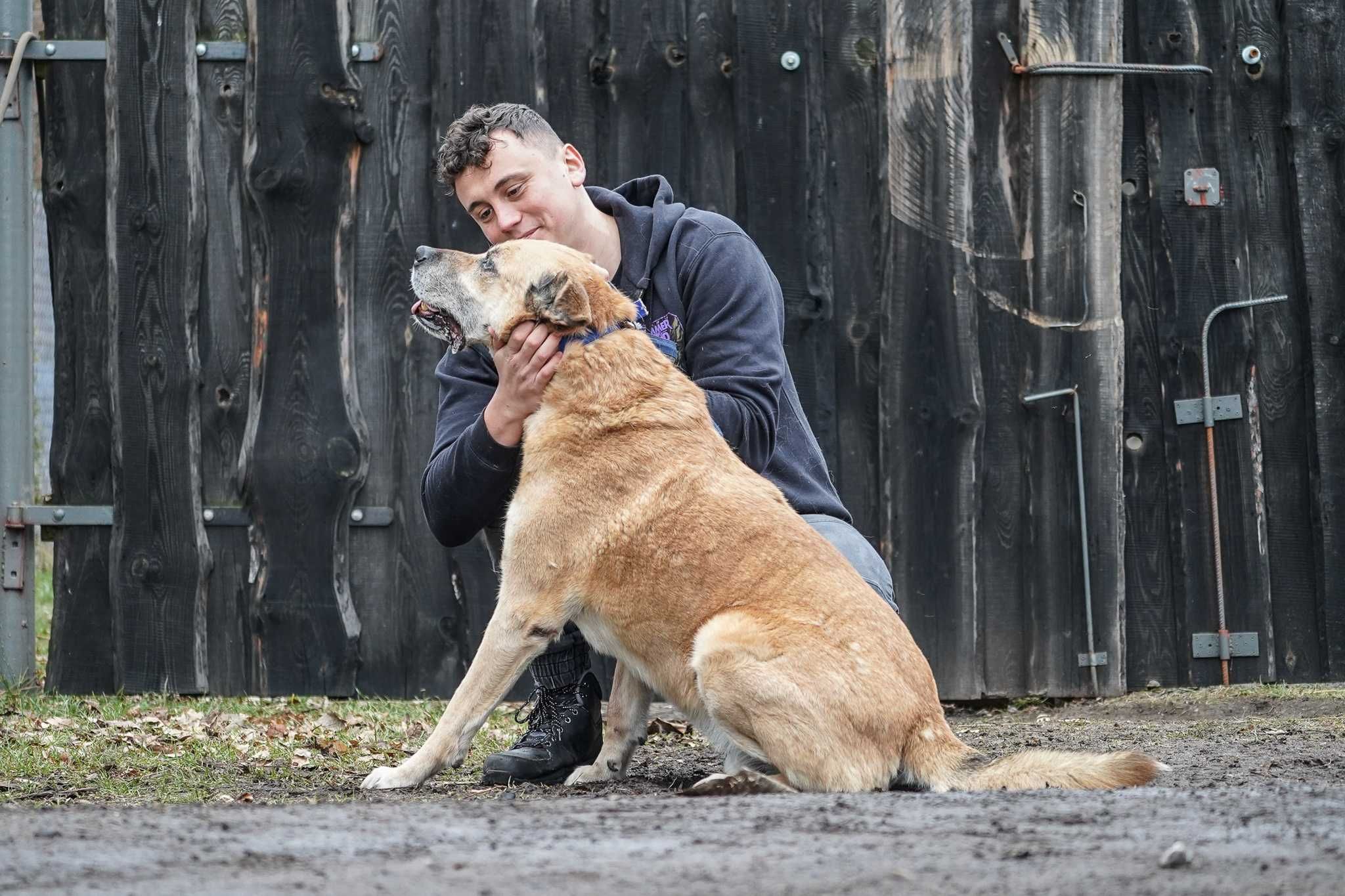 Flop - duży starszy pies szuka domu
