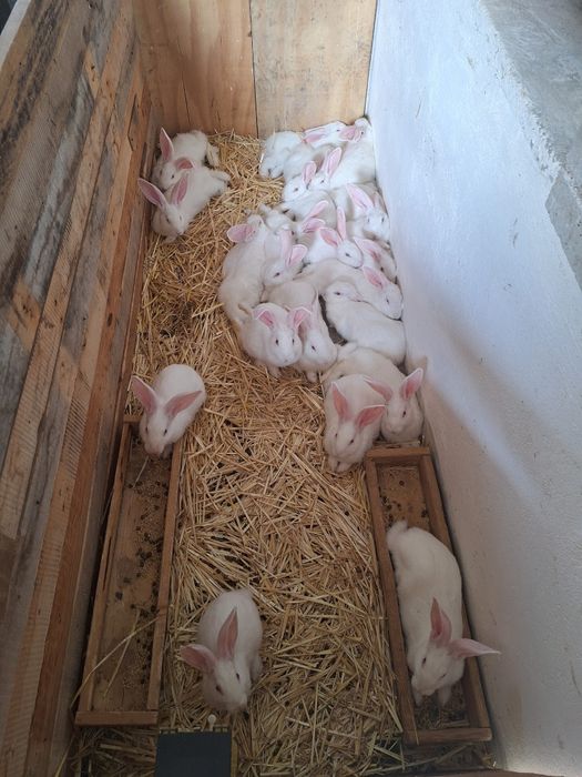 Termondzki Biały młode