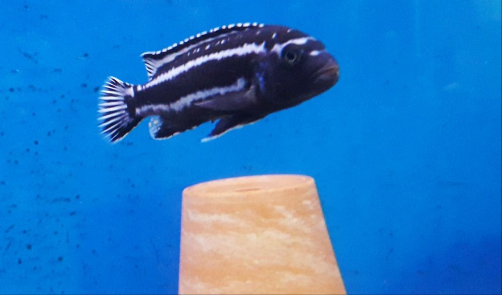 Melanochromis cyaneorhabdos (maingano). Pyszczaki z Malawi