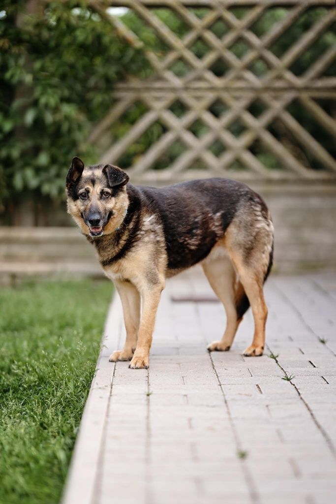 12 letnia  seniorka, szuka domu Pilne