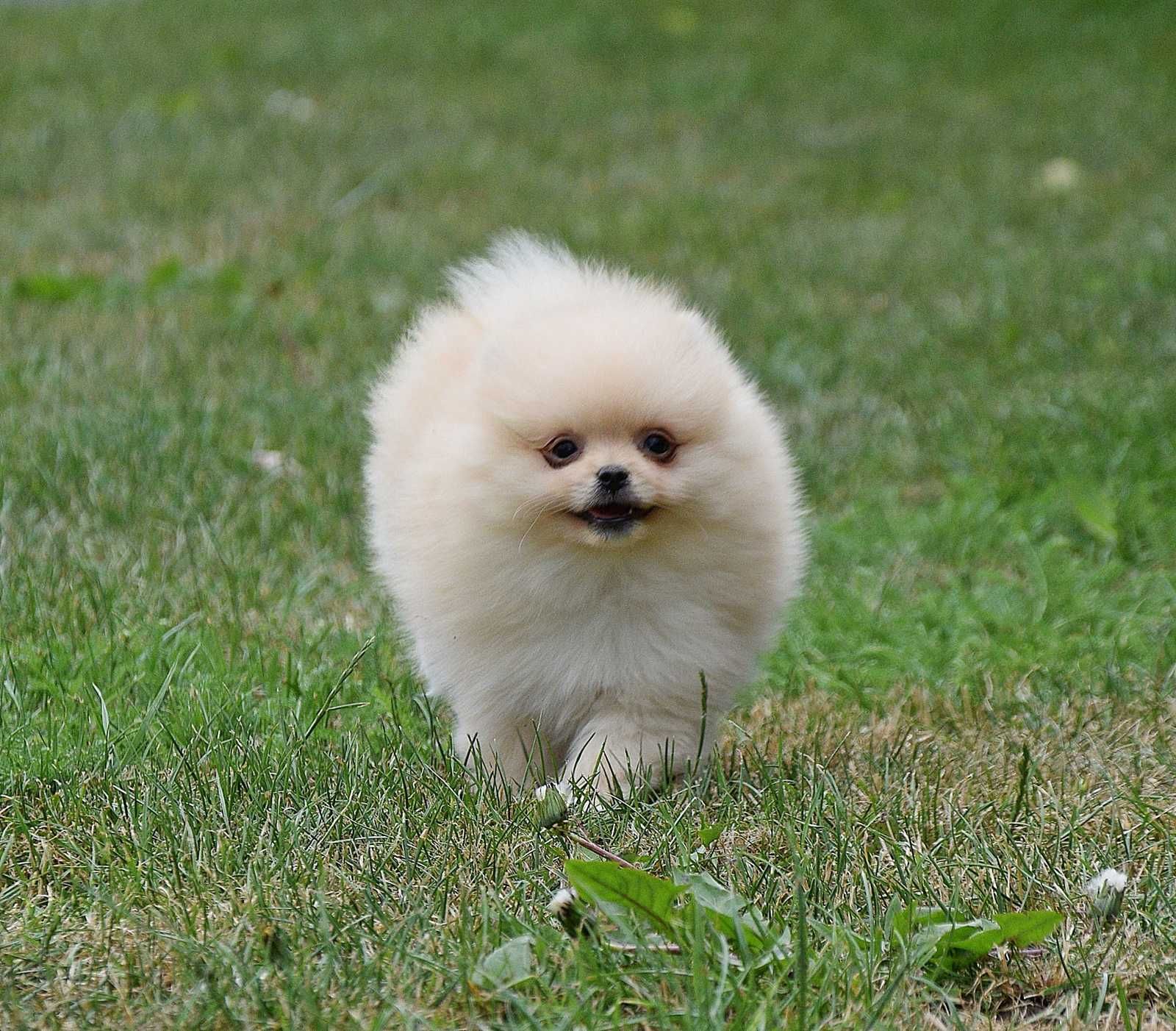 Piesek Pomeranian- Olek- gotowy na kochający dom