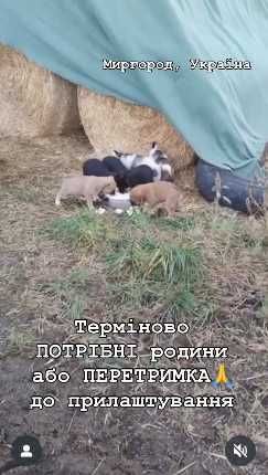 Потрібні родини малим і мамі( хоча б ПЕРЕТРИМКА до прилаштування!)